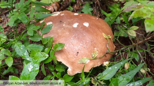 Boletus edulis