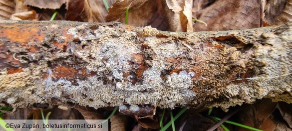 Hyphodontia quercina