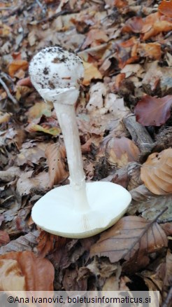 Amanita phalloides