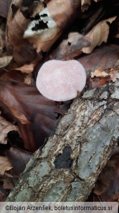 Mycena rosea