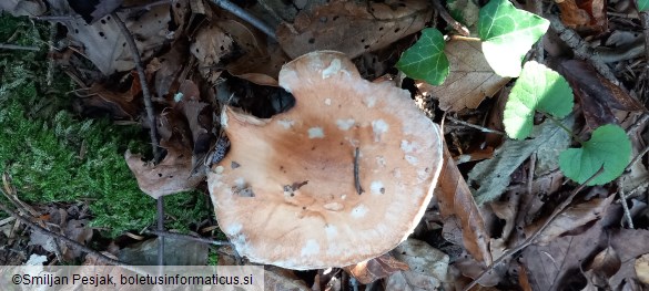 Leucocortinarius bulbiger