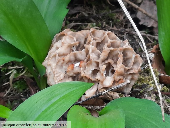 Morchella vulgaris