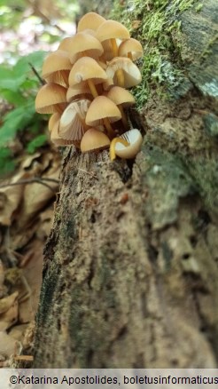 Mycena renati