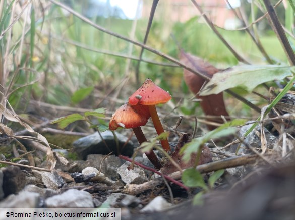 Hygrocybe conica