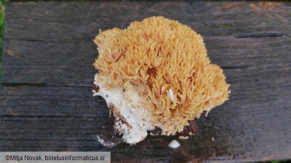 Ramaria aurea