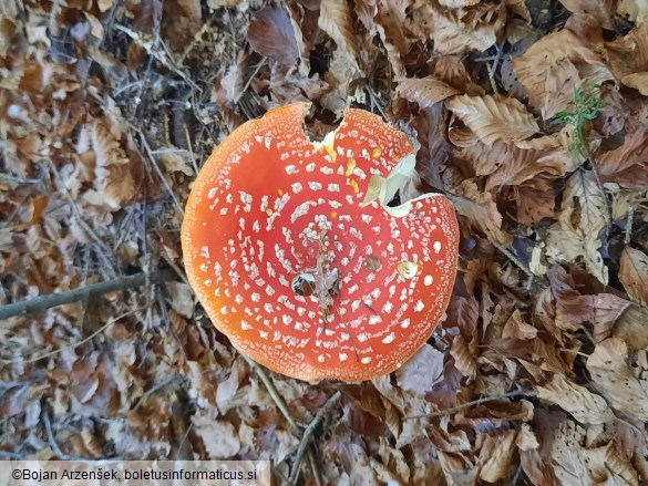 Amanita muscaria