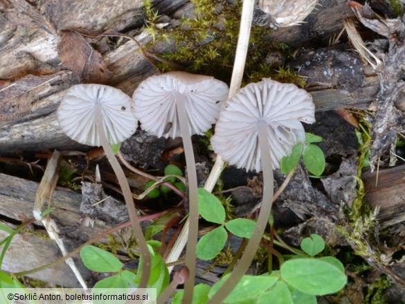 Mycena rubromarginata