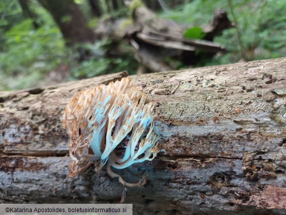 Artomyces pyxidatus