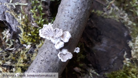 Schizophyllum commune