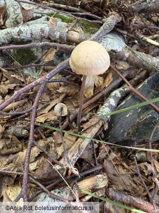 Mycetinis alliaceus