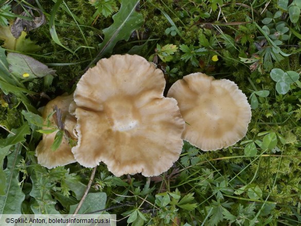 Infundibulicybe costata