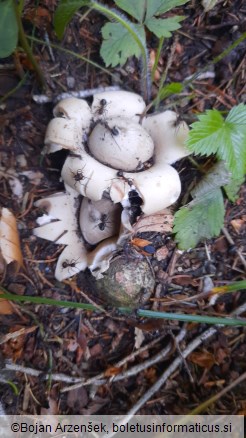 Geastrum sessile