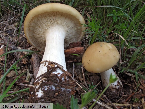 Melanoleuca subalpina