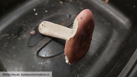 Russula lilacea