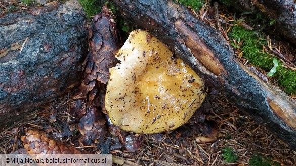 Russula ochroleuca