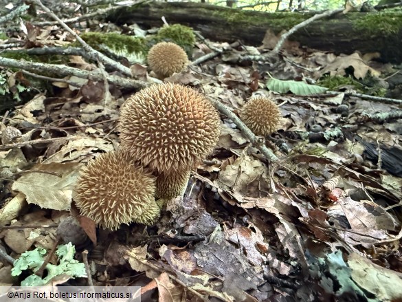 Lycoperdon echinatum