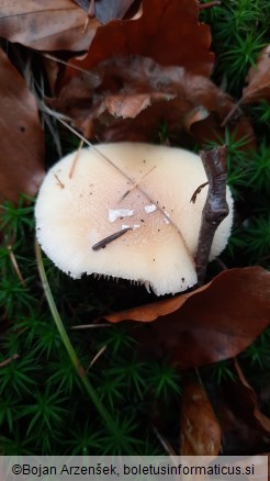 Amanita gemmata