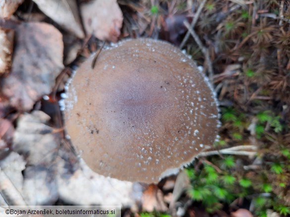 Amanita pantherina