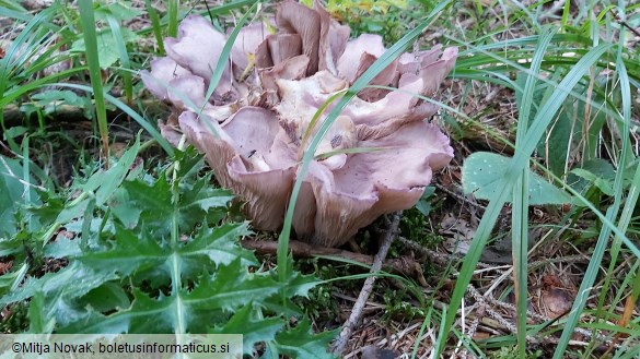 Gomphus clavatus