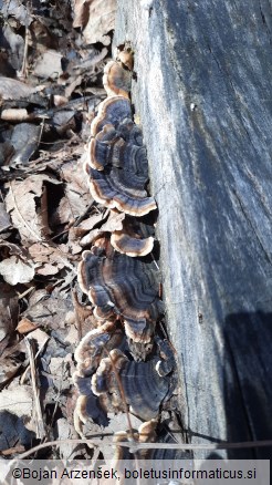 Trametes versicolor