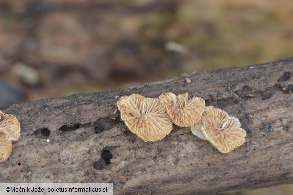 Crepidotus cesatii