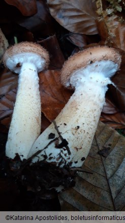 Armillaria ostoyae