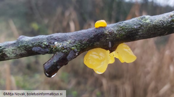 Tremella mesenterica