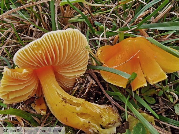 Hygrocybe aurantiosplendens