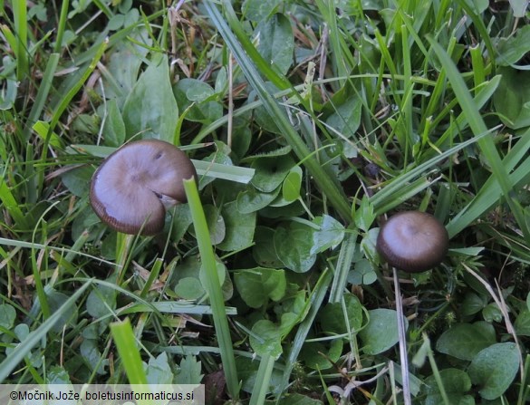 Entoloma occultipigmentatum