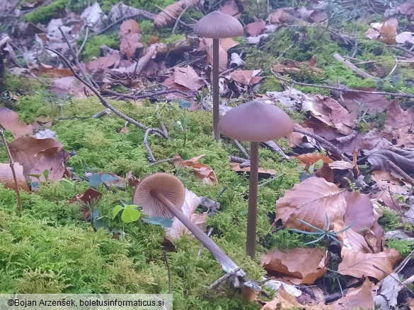 Entoloma hirtipes