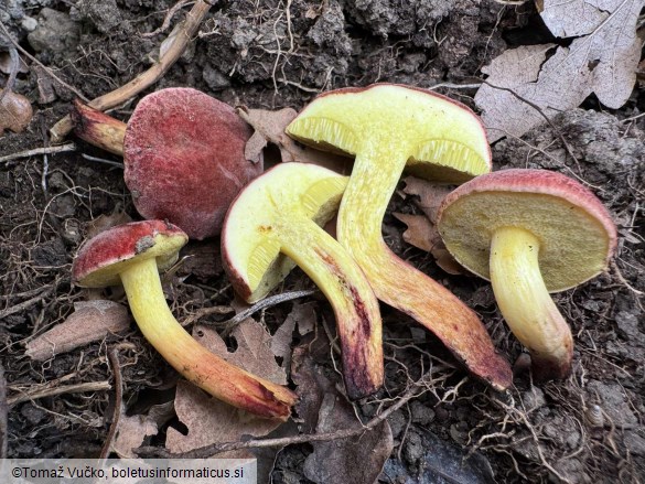 Xerocomellus redeuilhii