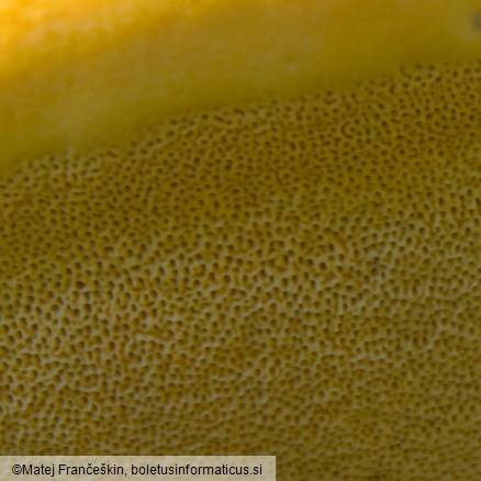 Vanderbylia fraxinea