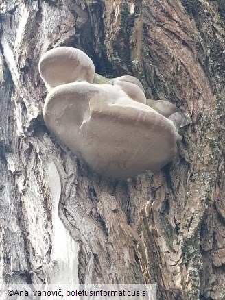 Phellinus igniarius