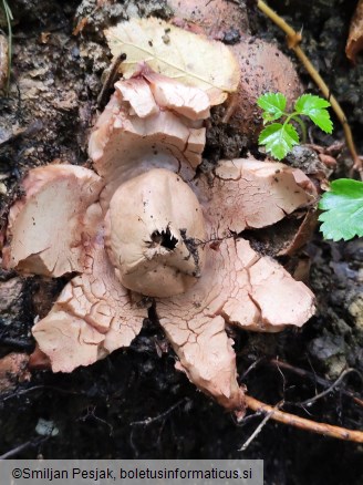 Geastrum rufescens