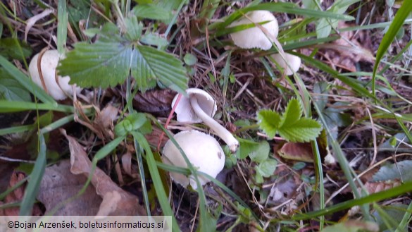 Psathyrella candolleana