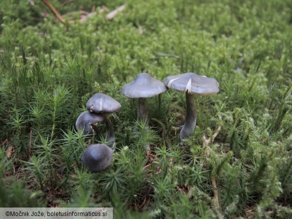 Entocybe nitida