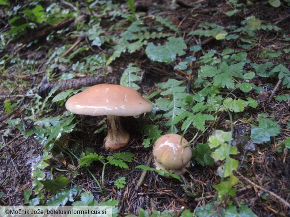 Cortinarius odorifer