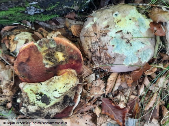 Rubroboletus rhodoxanthus