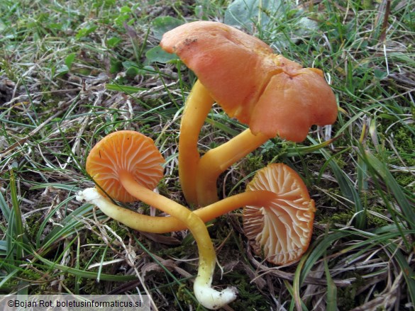 Hygrocybe reidii