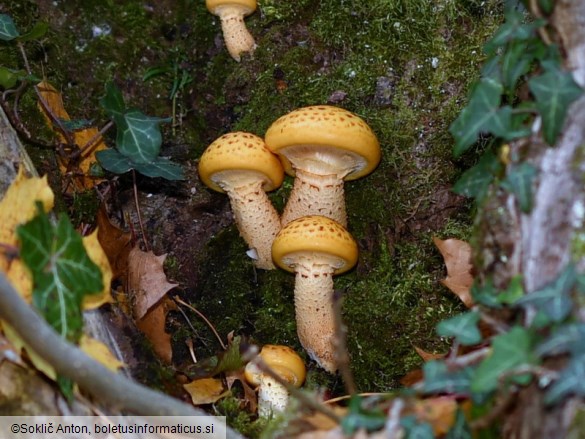 Pholiota adiposa