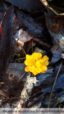 Tremella mesenterica