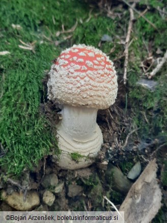 Amanita muscaria