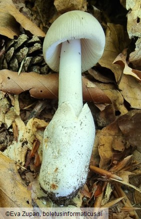 Amanita huijsmanii