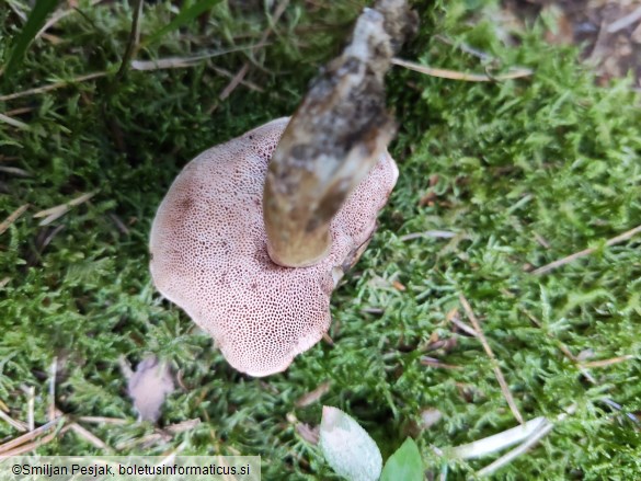 Tylopilus felleus