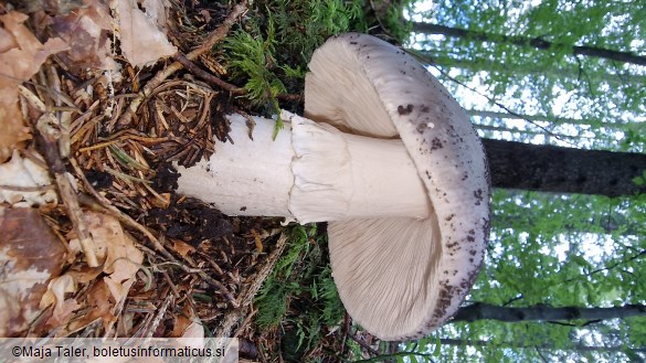 Amanita excelsa