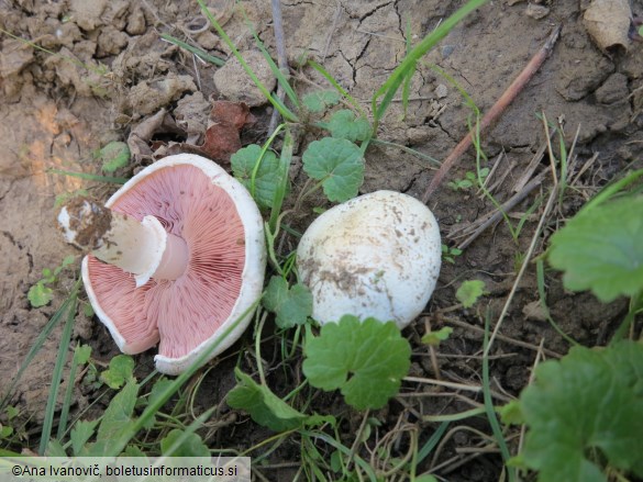 Agaricus campestris