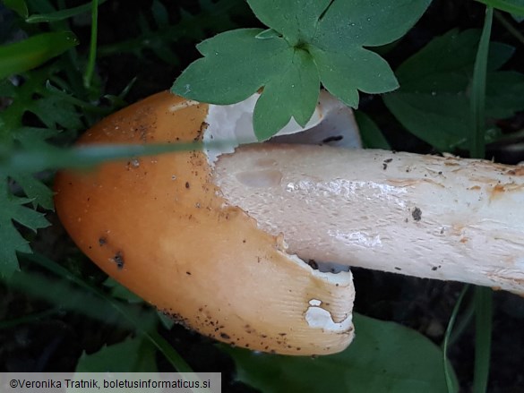 Amanita crocea