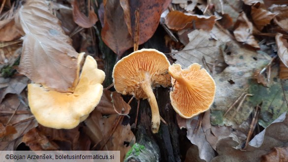 Hygrophoropsis aurantiaca