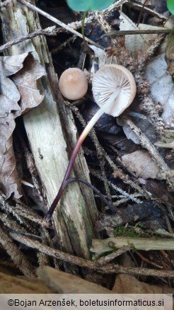 Marasmius cohaerens