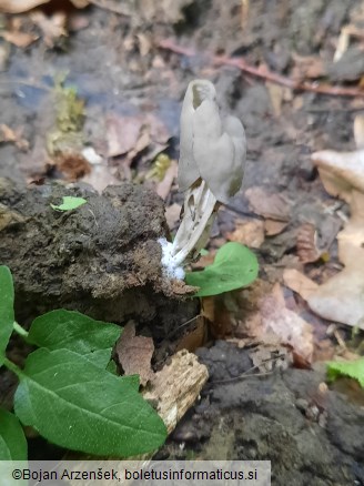 Helvella lacunosa